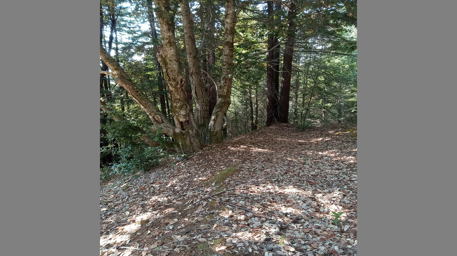 Best Real Estate Services